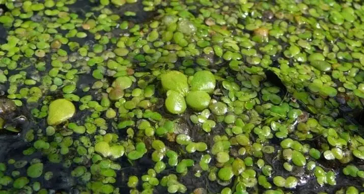 Rock v Aquarium (13 fotografií): Výhody a poškodenie tejto rastliny akvárií. Ako sa chovať a zbaviť sa prebytku? 22174_6