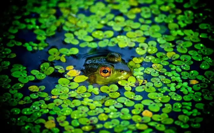 Akvariumdagi tog 'jinsi (13 ta rasm): akvarium o'simlikining afzalliklari va zararlari. Qanday qilib ko'paytirish va ortiqcha narsadan xalos bo'lish kerak? 22174_8