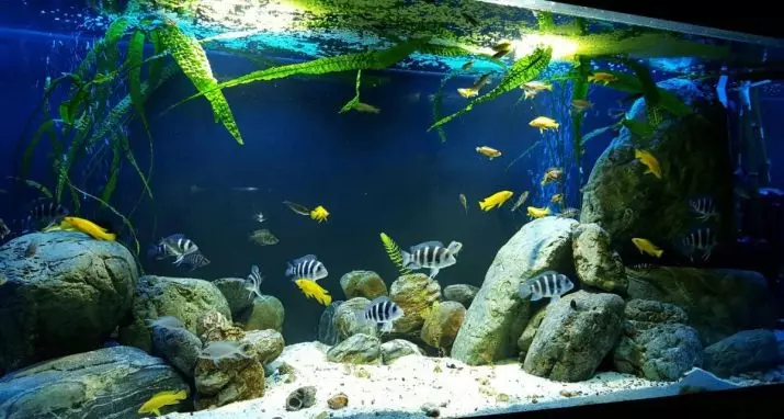 Rock in Aquarium (linepe tse 13): melemo le kotsi ea semela sa aquarium. Mokhoa oa ho ikatisa le ho felisa chelete e ngata? 22174_9