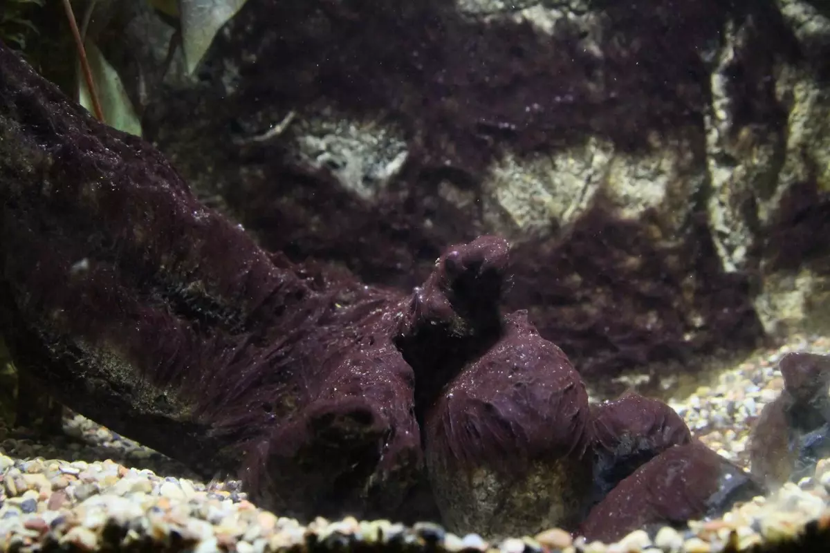 Hogyan lehet megszabadulni a fekete szakállából az akváriumban? 20 Fényképek Mi az oka annak, hogy a megjelenés és hogyan kell kezelni? Eszközök az algák elleni küzdelemben. Mi az, és mit néz ki? 22175_5