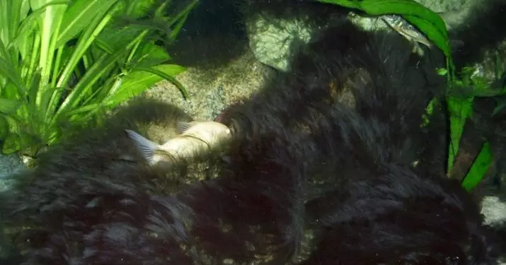 Kako se riješiti crne brade u akvariju? 20 fotografija Koji su razlozi za izgled i kako se nositi s njom? Znači boriti se protiv algi na biljkama. Što je to i što izgleda? 22175_6