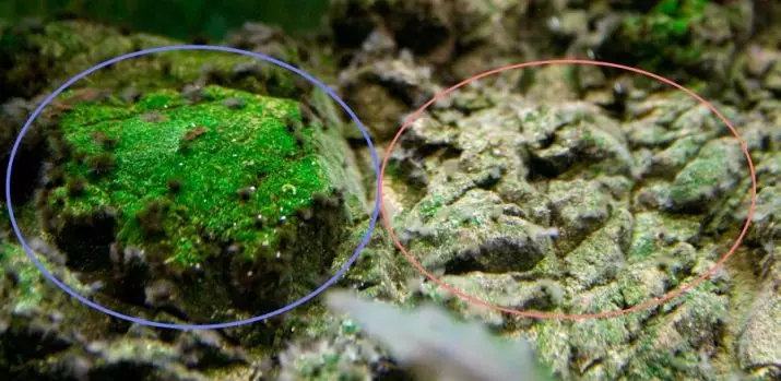 Xenococcus (foto 13): na-ebute ihe. Etu esi ewepu algae na akwarium? Etu ị ga - esi merie na Anabas na osisi ndị ọzọ 22177_5
