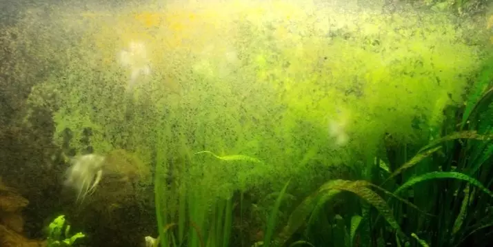 Xenococcus (13 fotografii): Cauze de aspect. Cum să scapi de alge în acvariu? Cum să câștigi pe Anabias și alte plante 22177_7
