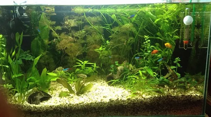 Nichtack (13 ፎቶዎች): እንዴት የ aquarium ውስጥ nitchhatka ለመቋቋም? nital አልጌ መልክ ምክንያት. ምን ዓይነት ዓሣ እነሱን መብላት ነው? 22178_10