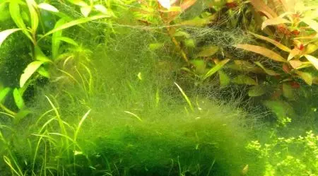Nichtack (13 foto's): Hoe om te gaan met een Nitchhatka in het aquarium? De redenen voor het uiterlijk van nitele algen. Welke vis eten ze? 22178_2