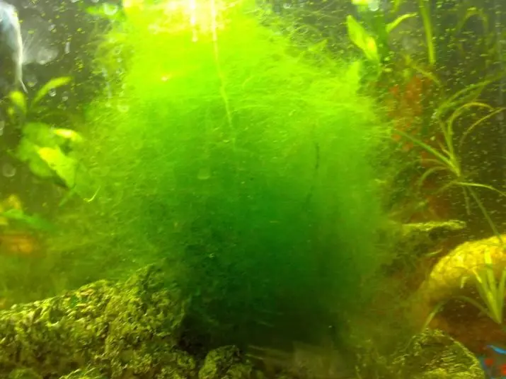 Nichtack (13 fotos): Com tractar amb un nitchhatka a l'aquari? Les raons de l'aparició d'algues genital. El que els peixos estan menjant ells? 22178_5