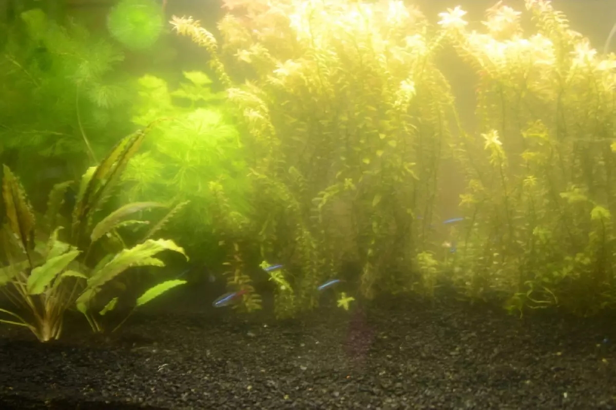 Позеленела вода в аквариуме