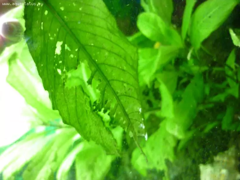 Hnojiva pro akvarijní rostliny s vlastními rukama (26 fotkami): Self-made potash macrobrakcy pro akvárium. Co jiného lze udělat doma? 22179_25