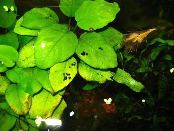水族馆植物的肥料用自己的手（26张照片）：水族馆的自制钾肥Macrobraction。还有什么可以在家里完成的？ 22179_26