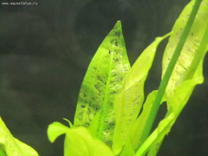 Lannoitteet akvaariokasveille omilla kädellään (26 kuvaa): Itsehasima makrobractions akvaariolle. Mitä muuta voidaan tehdä kotona? 22179_6