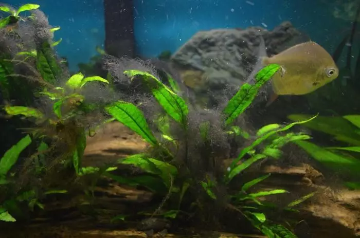 Kuinka päästä eroon algeista akvaariossa? 22 Kuvatuotteet taisteluun, tyyppeihin ja levien tyyppeihin ja nimikkeisiin, 