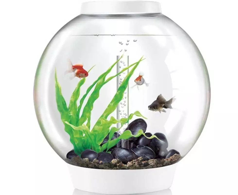 Filter pre okrúhle akvárium (19 fotiek): Výber filtra pre akvárium 5, 10, 20 l s podsvietením. Ako nainštalovať a zaistiť filter? 22189_13