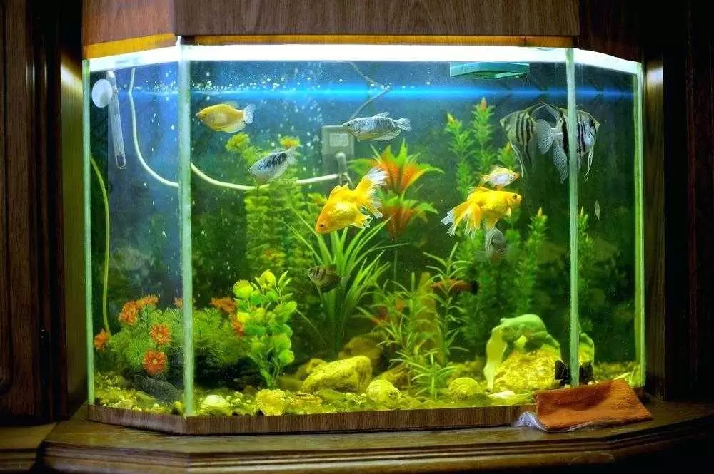 Osmosis para sa aquarium (14 mga larawan): Ano ito at kung ano ang reverse osmosis pangangailangan? Water Remineralization System. 22191_3