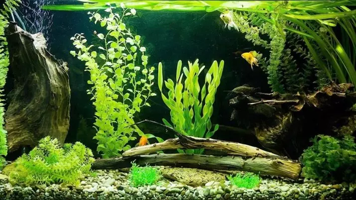 Osmosis para sa aquarium (14 mga larawan): Ano ito at kung ano ang reverse osmosis pangangailangan? Water Remineralization System. 22191_8