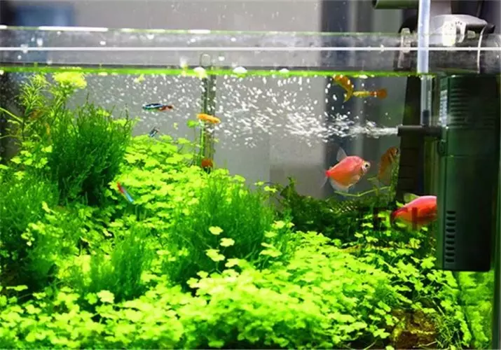 Come installare un filtro in Aquarium? 19 foto Come raccogliere e mettere un filtro in acquario con il pesce? Dove dovrebbe essere il filtro dell'acqua dell'acquario? Che profondità inferiore? 22193_19
