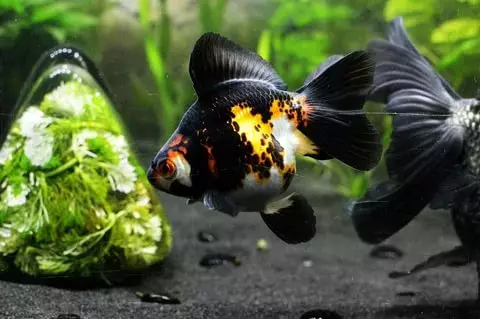 Ibaamu ti Goldfish pẹlu awọn omiiran (awọn fọto 24): Tani wọn ṣe sinu Akueriomu? Pẹlu awọn aṣoju ti awọn apata ti awọn ẹja wọnyi ni a le fi sinu ọkan aquarium kan, ṣugbọn aito? 22204_10