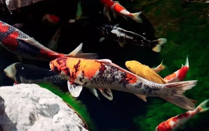 Verenigbaarheid van goudvisse met ander (24 foto's): Wie weet wat hulle kry in die akwarium? Met verteenwoordigers van wat rotse van hierdie vis in een akwarium gehou kan word, maar ongewens? 22204_13