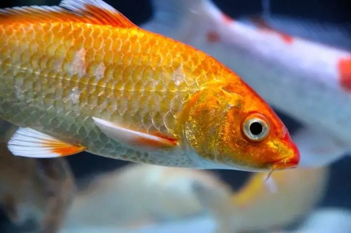 Ukuhambisana kwe-Goldfish nabanye (izithombe ezingama-24): Bangena kubani e-aquarium? Nabameleli bakwaliphi amadwala yalezi zinhlanzi ezingagcinwa kwi-aquarium eyodwa, kodwa engathandeki? 22204_14