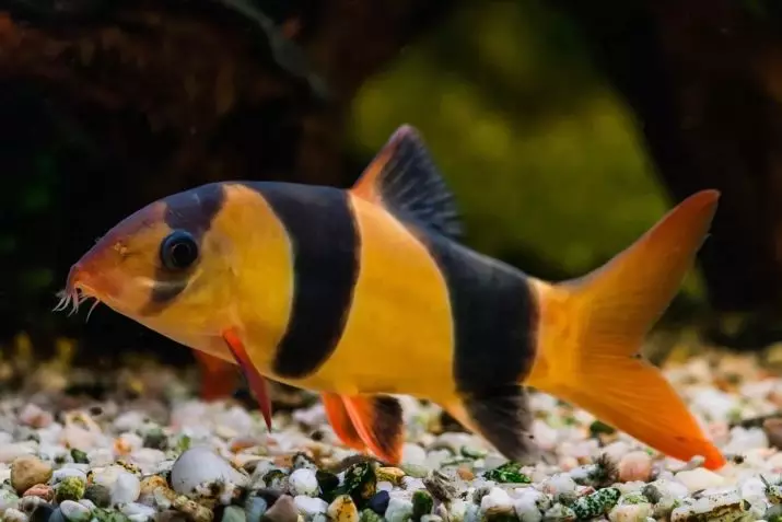 Tapulaʻa o Goldfish ma isi (24 ata): O ai latou te oi ai i le Aquarium? Faatasi ai ma sui o mea o nei iʻa e mafai ona tausia i le tasi fale o le aquarium, ae le manaʻomia? 22204_15