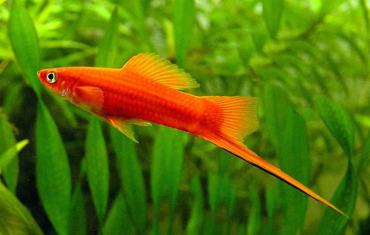 Ukuhambisana kwe-Goldfish nabanye (izithombe ezingama-24): Bangena kubani e-aquarium? Nabameleli bakwaliphi amadwala yalezi zinhlanzi ezingagcinwa kwi-aquarium eyodwa, kodwa engathandeki? 22204_19