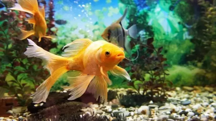 Ukuhambisana kwe-Goldfish nabanye (izithombe ezingama-24): Bangena kubani e-aquarium? Nabameleli bakwaliphi amadwala yalezi zinhlanzi ezingagcinwa kwi-aquarium eyodwa, kodwa engathandeki? 22204_2