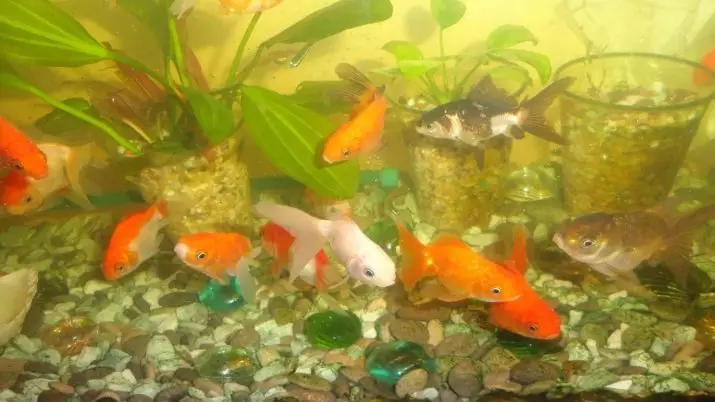 Compatibiliteit van goudvis met anderen (24 foto's): wie komen ze in het aquarium? Met vertegenwoordigers van wat rotsen van deze vis kunnen worden bewaard in één aquarium, maar ongewenst? 22204_21