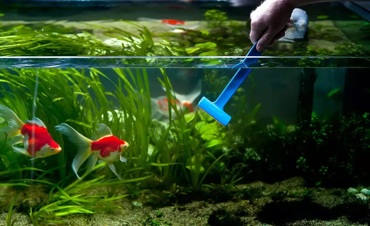Kompatibilitas Goldfish dengan orang lain (24 Foto): Siapa yang mereka masukkan ke akuarium? Dengan perwakilan dari batu apa ikan ini dapat disimpan dalam satu akuarium, tetapi tidak diinginkan? 22204_22