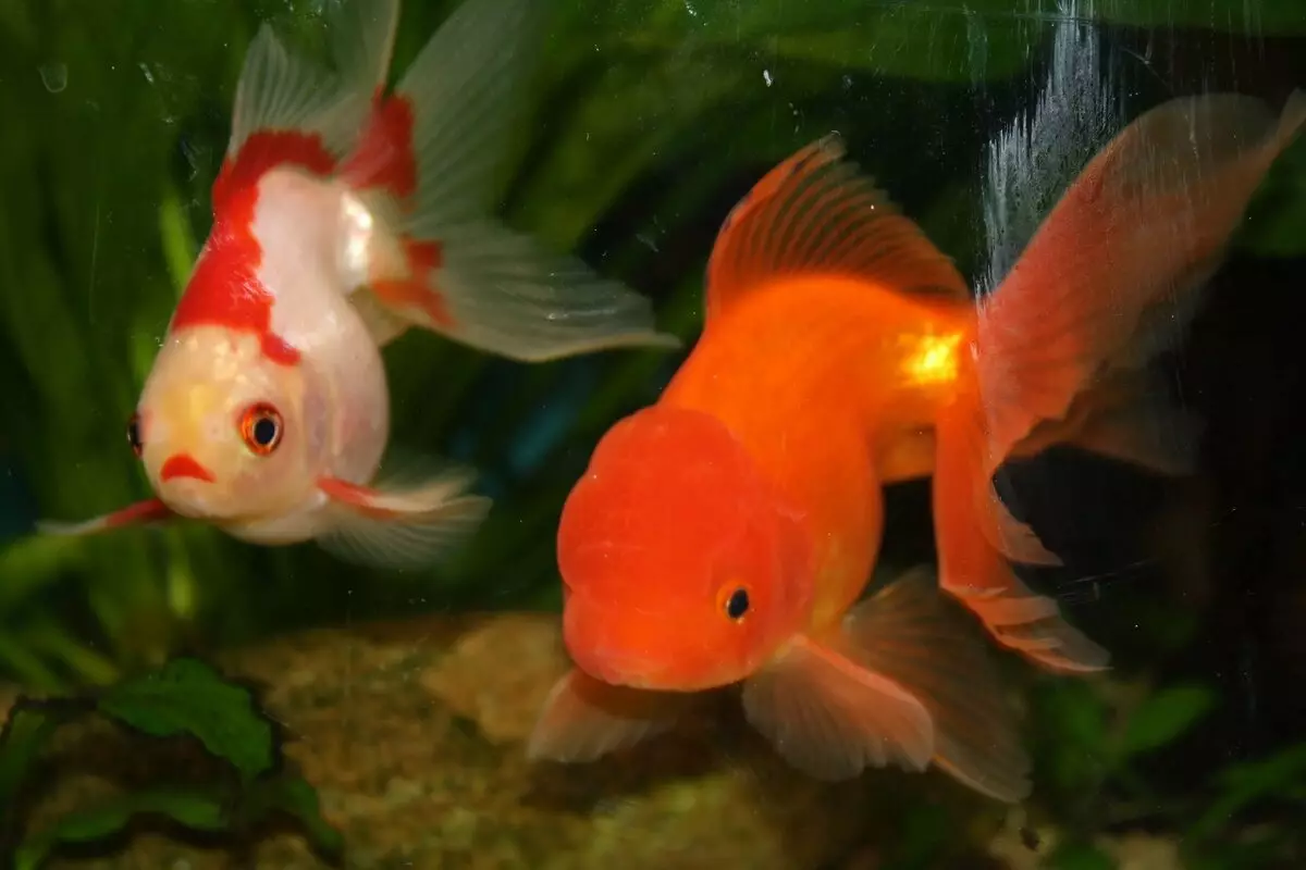 Kompatibilnost zlatne ribice sa drugima (24 fotografije): Ko uđu u akvarijum? Sa predstavnicima šta se stijene ove ribe mogu čuvati u jednom akvarijumu, ali nepoželjne? 22204_3