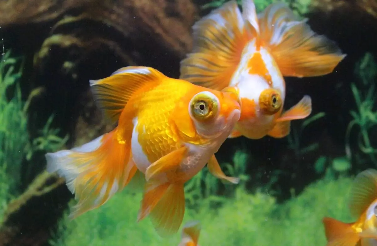 Kompatibilitas Goldfish dengan orang lain (24 Foto): Siapa yang mereka masukkan ke akuarium? Dengan perwakilan dari batu apa ikan ini dapat disimpan dalam satu akuarium, tetapi tidak diinginkan? 22204_4