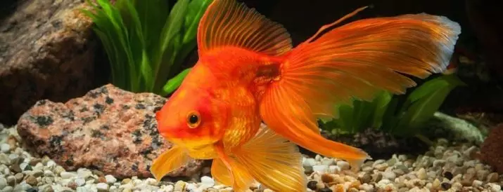 Kompatibilitas Goldfish dengan orang lain (24 Foto): Siapa yang mereka masukkan ke akuarium? Dengan perwakilan dari batu apa ikan ini dapat disimpan dalam satu akuarium, tetapi tidak diinginkan? 22204_5