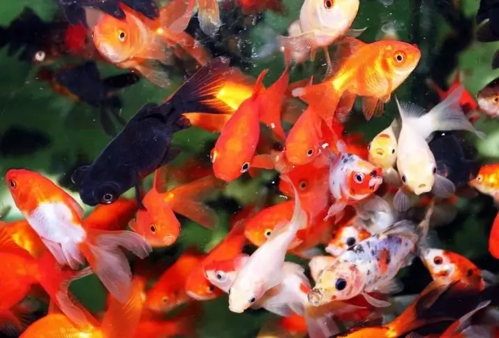 Keserasian ikan emas dengan orang lain (24 gambar): Siapa yang mereka masuk ke dalam akuarium? Dengan wakil-wakil dari apa batu-batu ikan ini boleh disimpan dalam satu akuarium, tetapi tidak diingini? 22204_6