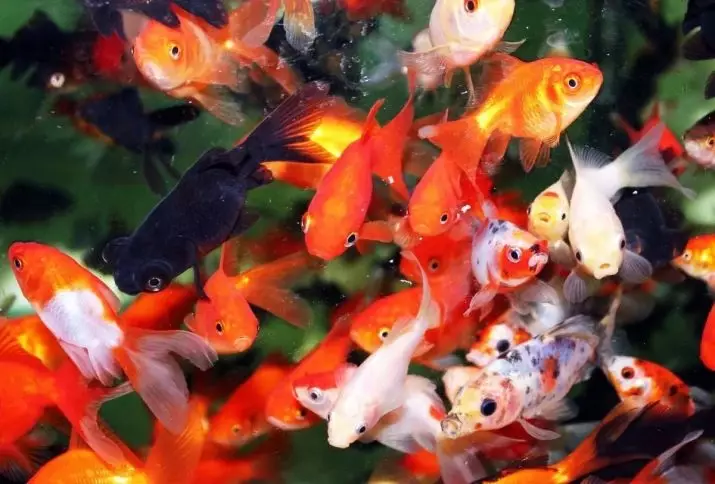 Ukuhambisana kwe-Goldfish nabanye (izithombe ezingama-24): Bangena kubani e-aquarium? Nabameleli bakwaliphi amadwala yalezi zinhlanzi ezingagcinwa kwi-aquarium eyodwa, kodwa engathandeki? 22204_6