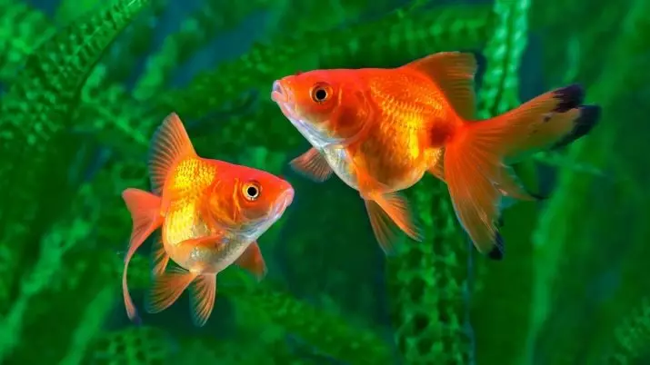 Ukuhambisana kwe-Goldfish nabanye (izithombe ezingama-24): Bangena kubani e-aquarium? Nabameleli bakwaliphi amadwala yalezi zinhlanzi ezingagcinwa kwi-aquarium eyodwa, kodwa engathandeki? 22204_8