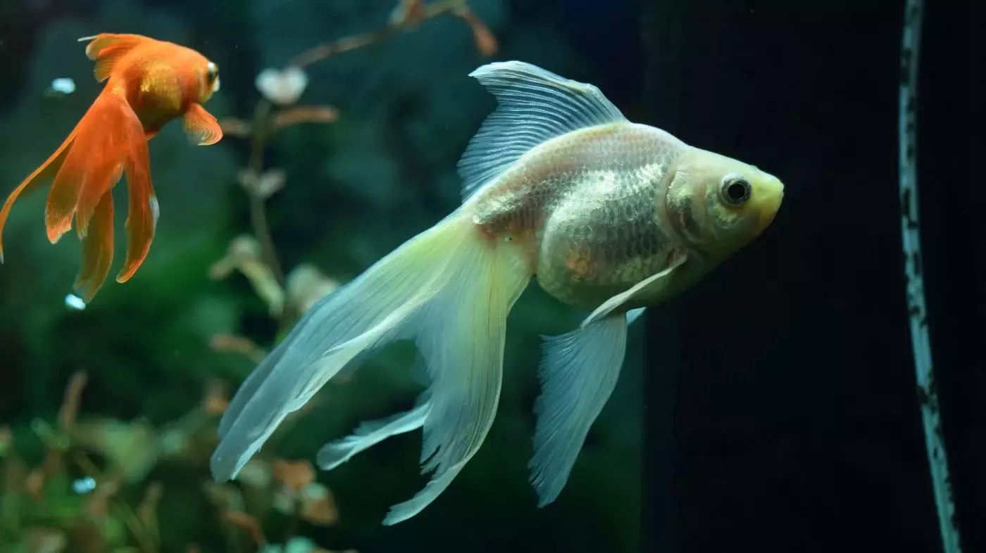 Kompatibilnost zlatne ribice sa drugima (24 fotografije): Ko uđu u akvarijum? Sa predstavnicima šta se stijene ove ribe mogu čuvati u jednom akvarijumu, ali nepoželjne? 22204_9