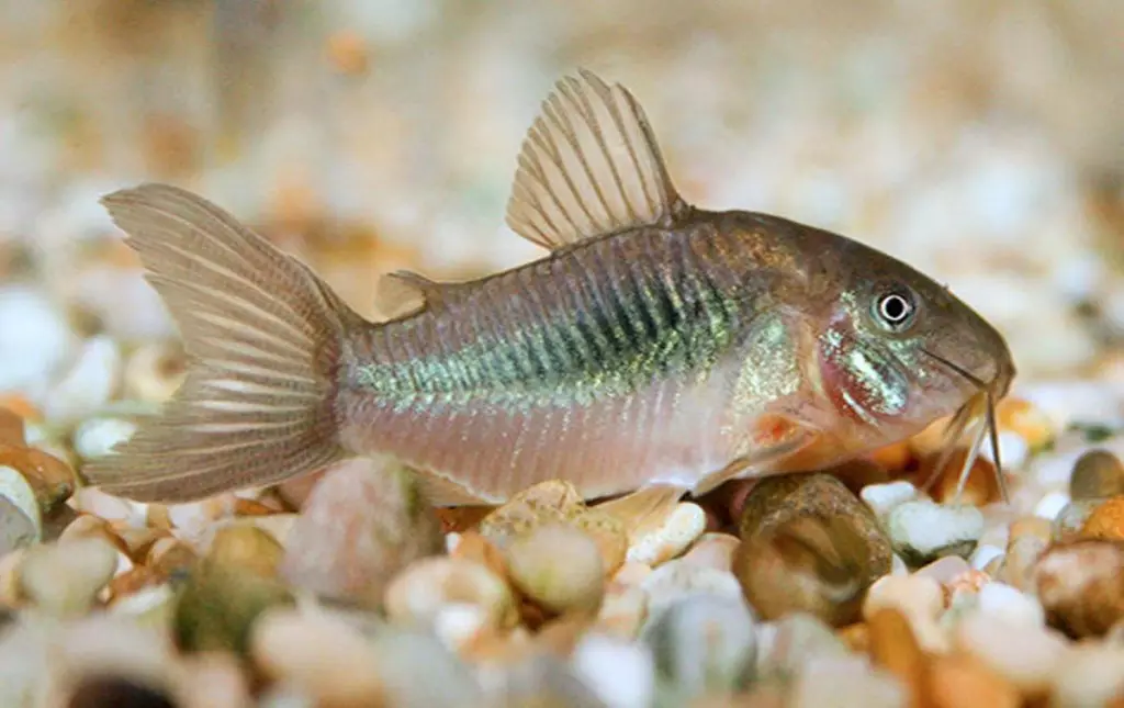 Golden korridorer (11 billeder): Beskrivelse og indhold af guld akvarium kvæg. Avl Golden Albino. 22206_11