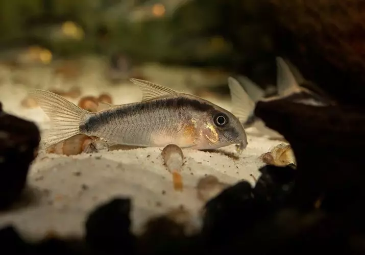 Li-coodrirs tsa khauta (linepe tse 11): Tlhaloso le litaba tsa likhomo tsa aquarium aquarium. Ho tsoaloa ke Babylona ea khauta 22206_7