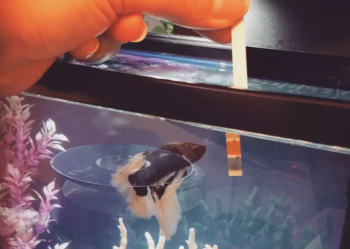 Ternection Glofish (22 foto): contenuto, allevamento e cura per il pesce Glo, determinazione del pavimento alla ternazione, viola glofiish e altre varietà 22207_11