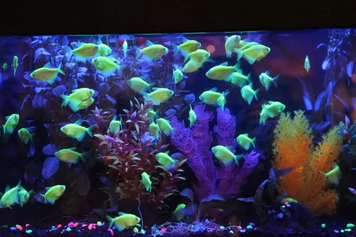 Ternection Glofish（22张）：鱼类含量，育种和护理，凝固地板，紫色Glofiish和其他品种 22207_13