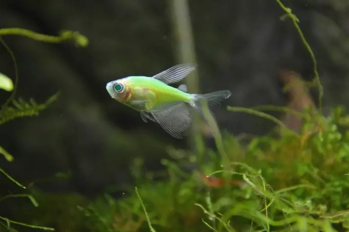 Ternection Glofish (22 foto): contenuto, allevamento e cura per il pesce Glo, determinazione del pavimento alla ternazione, viola glofiish e altre varietà 22207_19