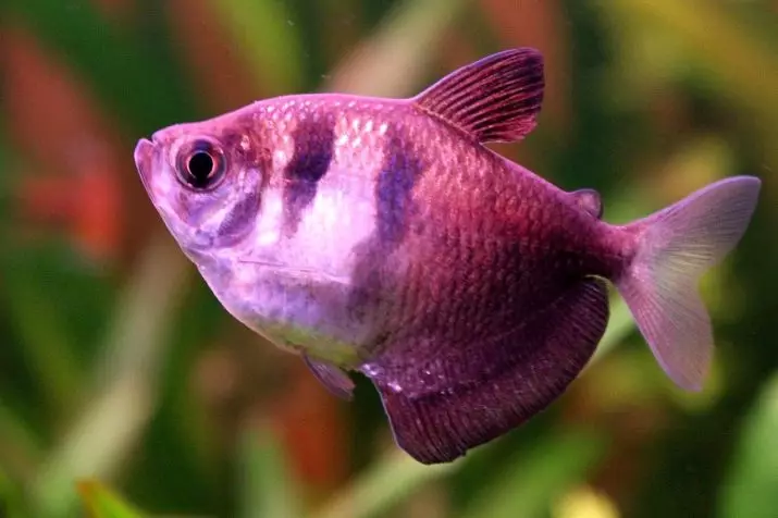 Ternotion Glofish (22 fotos): contenido, cría y cuidado de los peces Glo, determinación del piso en la Terenación, Glofiache Purple y otras variedades 22207_2