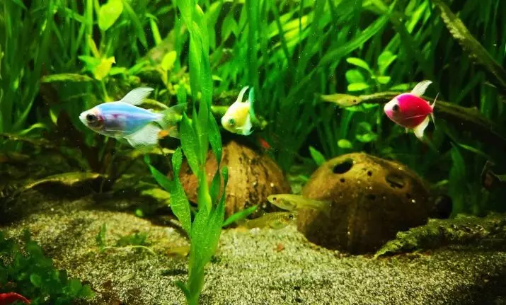 Ternection Glofish (22 fotos): contido, reprodución e coidado de peixe Glo, determinación do chan na terenación, púrpura glouish e outras variedades 22207_20