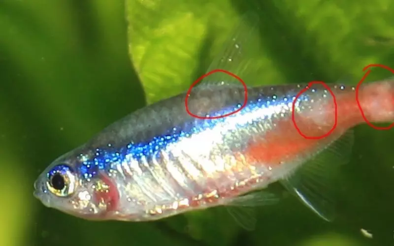Ternerction Glofish (22 fotografij): Vsebina, vzreja in skrb za ribe Glo, določitev tal na terenaciji, vijolične glafove in druge sorte 22207_22