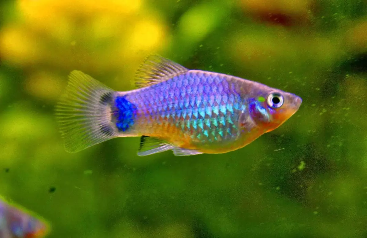 Ternection Glofish（22张）：鱼类含量，育种和护理，凝固地板，紫色Glofiish和其他品种 22207_6