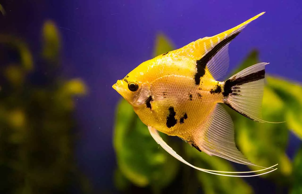 Ternection Glofish (22 း 0 င်ကွက် 22) - ငါး glo ၏ content, မွေးမြူခြင်းနှင့်စောင့်ရှောက်ခြင်း, 22207_8