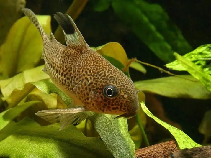 Ukubamba kwe-Aquarium (izithombe ezingama-55): Amagama weSomon anezincazelo, izici zepelepele zezinhlanzi ezinkulu nezincane kwi-aquarium 22208_24