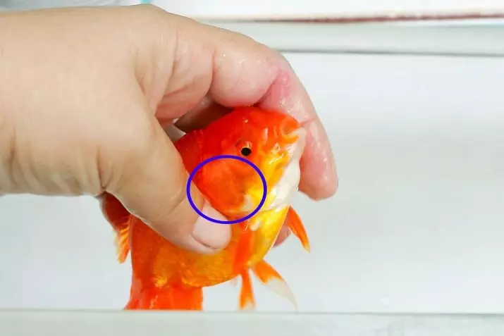Ungayihlukanisa kanjani i-Goldfish yegolide kusuka kwabesilisa? 13 Photo Photo Ufanele unqume kahle phansi kwenhlanzi ye-aquarium? Umehluko omkhulu phakathi kwabesilisa nabesifazane 22209_10