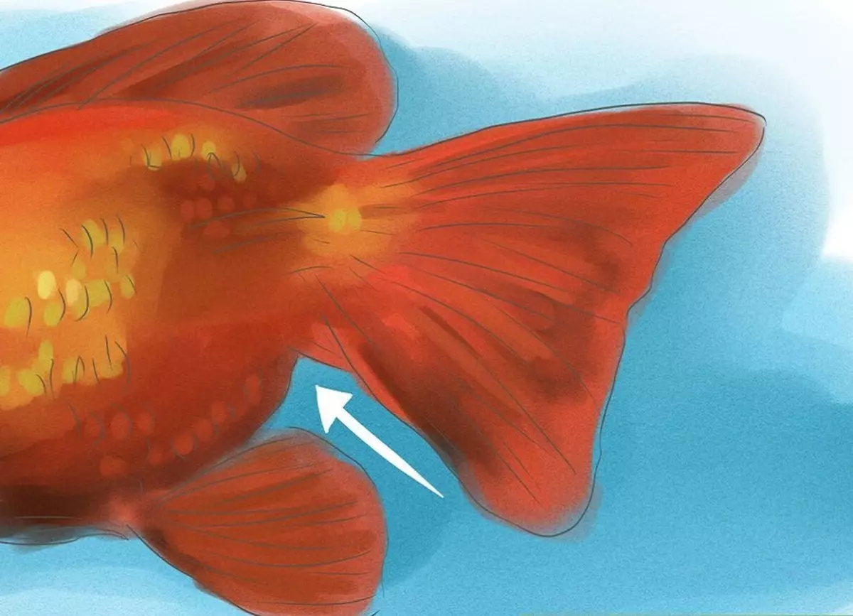 Hvordan skelner du en kvindelig guldfisk fra mand? 13 Foto Sådan bestemmer du korrekt gulvet i akvariefisk? De vigtigste forskelle mellem mænd og kvinder 22209_11