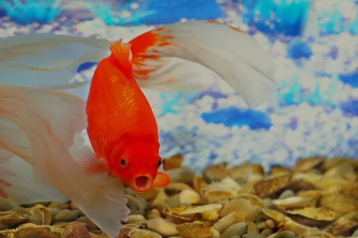 Hvordan skelner du en kvindelig guldfisk fra mand? 13 Foto Sådan bestemmer du korrekt gulvet i akvariefisk? De vigtigste forskelle mellem mænd og kvinder 22209_13