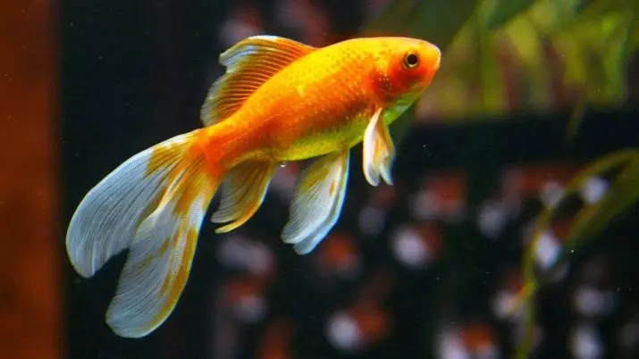 Come distinguere un pesce rosso femminile dal maschio? 13 Foto Come determinare correttamente il pavimento del pesce dell'acquario? Le principali differenze tra maschi e femmine 22209_2