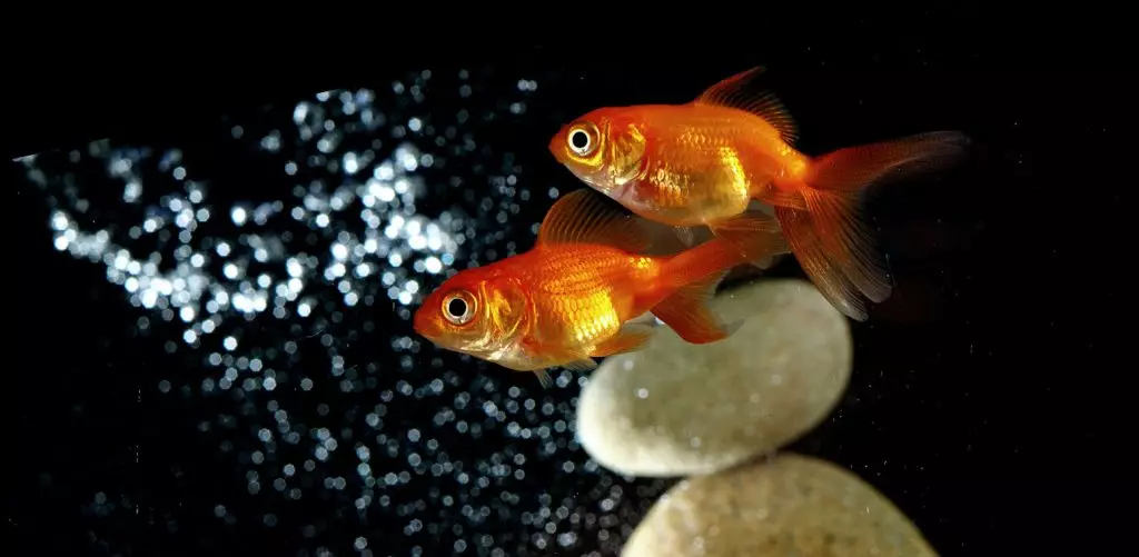 Wie unterscheidet man einen weiblichen Goldfisch von männlich? 13 Foto Wie kann man den Boden des Aquarienfisches richtig bestimmen? Die wichtigsten Unterschiede zwischen Männern und Frauen 22209_3